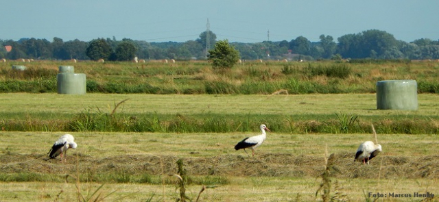 Storche im Blockland  Foto: Henke