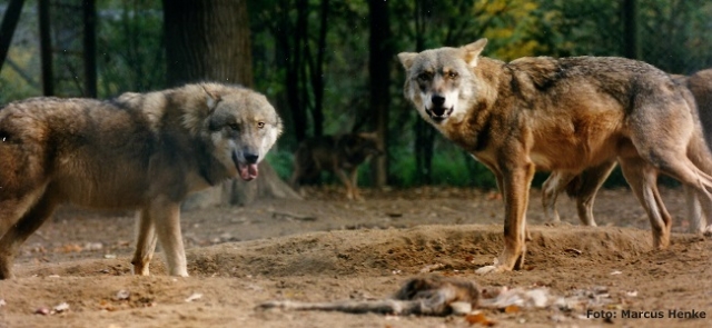 Wölfe in Bremen - Sichtmeldungen Wolf