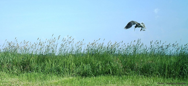 Brachvogel auf den Schutzgebietsflächen des Bremer Blocklandes
